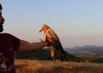 Четири египетски лешояда се сдобиха с GPS предаватели това лято