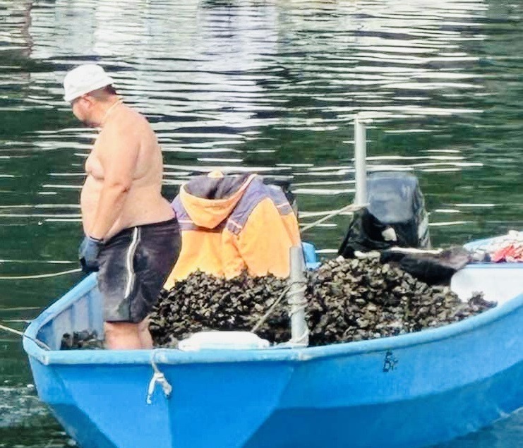 Инспектори на ИАРА съставиха акт за улов на черна морска мида във Варна