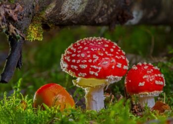 Доц. Нейкова, ВМА: При отравяне с диворасрящи гъби - не чакайте, а веднага посетете Спешен център!