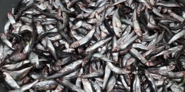 Специалист обясни защо рибата в Черно море става все по-дребна (ВИДЕО)