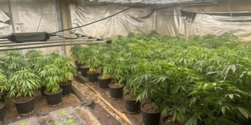 Варненка превърна къщата си в Долище в наркооранжерия! Същото направи мъж в гаража си в Приселци