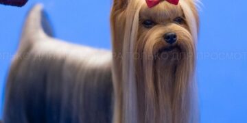 Разкошен йоркширски териер от Варна стана световен шампион на изложение в Женева