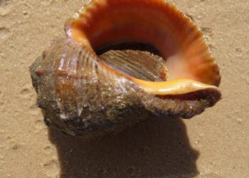 Институтът по рибни ресурси ще прави научно изследване на рапана в Черно море