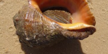 Институтът по рибни ресурси ще прави научно изследване на рапана в Черно море