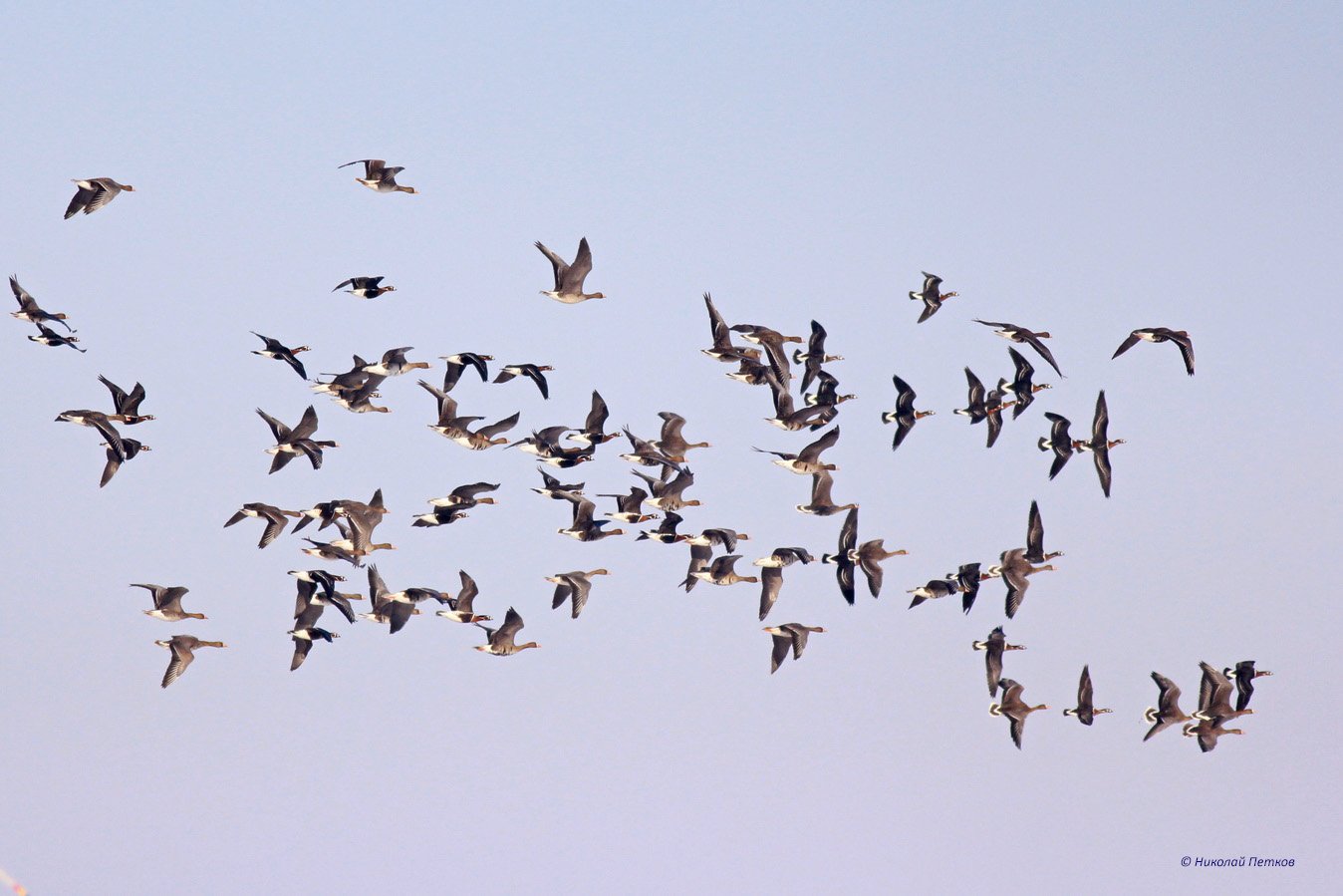 ЕРП Север вложи 1,15 млн. лева в птицезащитни устройства през последните четири години