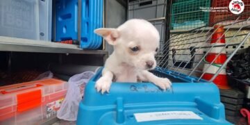 Българските ветеринарни лекари за тенденциите в незаконната търговия с кучета