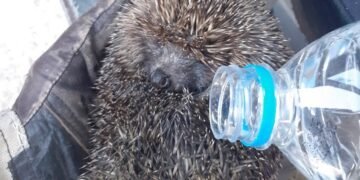 Спасиха таралежче попаднало в огнен капан