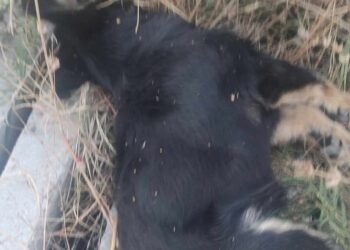 Жители на община Суворово алармират за множество случаи на избити бездомни животни