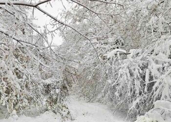 Горските служители помагат на общините във Варненска област