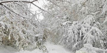 Горските служители помагат на общините във Варненска област