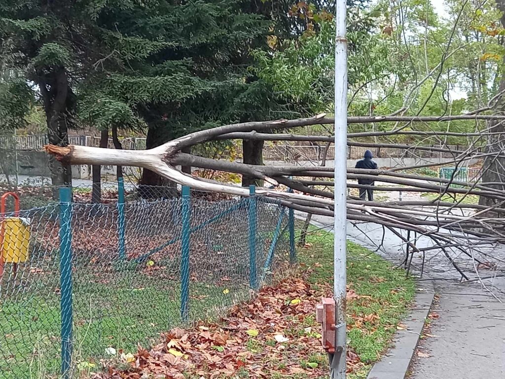 Силният вятър повали дървета във Варна