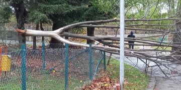 Силният вятър повали дървета във Варна
