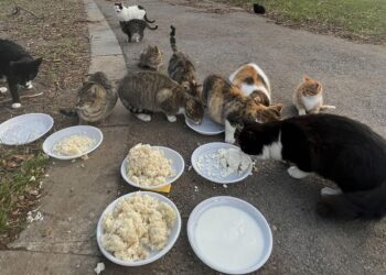 Варненка сготви за уличните животни и бездомниците и призова: Не изхвърляйте храна, има гладни!