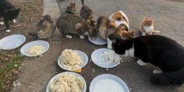 Варненка сготви за уличните животни и бездомниците и призова: Не изхвърляйте храна, има гладни!