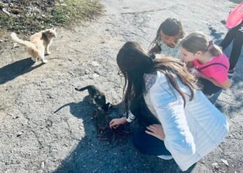 Ученици от Вълчи дол зарадваха с лакомства бездомните животни в града!