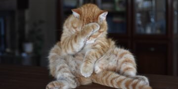 1000 евро глоба в Гърция за тормоз на домашни любимци