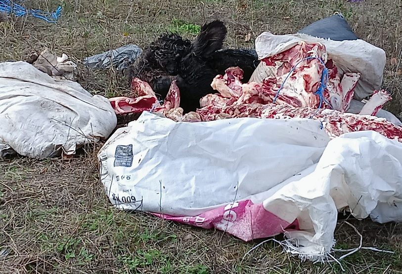 Изхвърлиха трупни остатъци в нивите край село Звездица