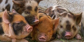 Забраниха пазарите за живи животни и животинска продукция на територията на цялата страната