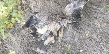 Царски орел със сателитен предавател е загинал от токов удар край Стара Загора