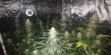 Съдът във Варна остави в ареста 36-годишния Дянко, обвинен в разпространение на марихуана