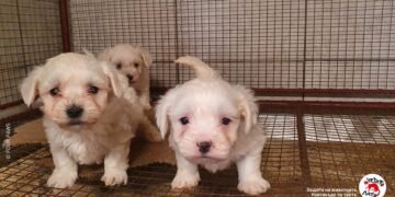 Жестока търговия с кученца тръгва от България  