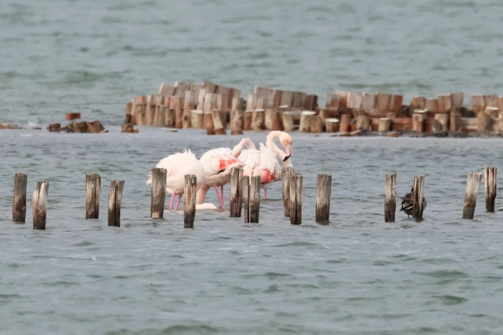 Готови са резултатите от 48-то Среднозимно преброяване на водолюбивите птици (СНИМКИ)