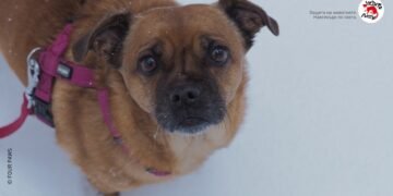 Близо 4000 безстопанствени кучета са осиновени през 2023 г. в страната