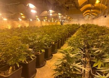 Разбиха две наркооранжерии в Западната промишлена зона на Варна, арестуваха трима