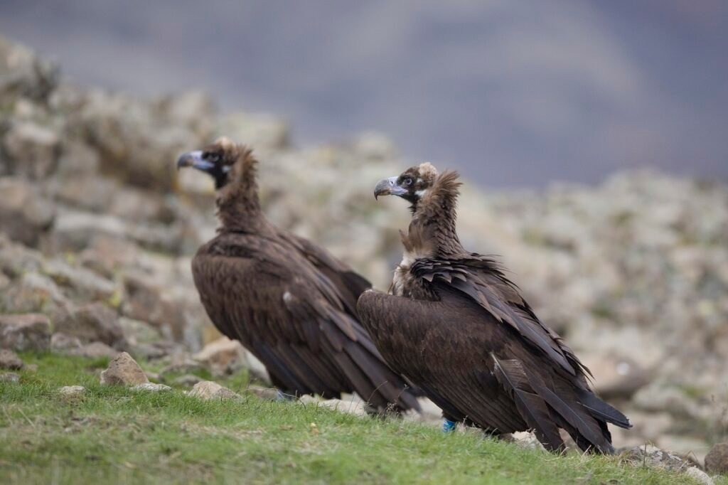 Черни лешояди заеха гнезда в Източните Родопи за пръв път след повече от 30 години 