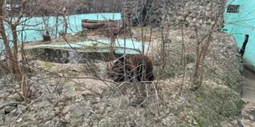 Мечката от зоопарка във Варна се събуди от зимен сън (ВИДЕО/СНИМКИ)