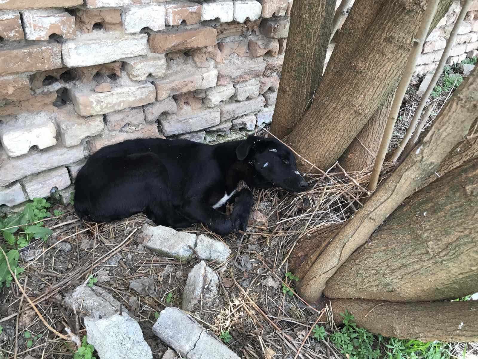 Седем кучета са били отровени в аксаковско село