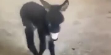 Магарешкото семейство на Лъки Хънт се увеличи с още двама нови членове (ВИДЕО)