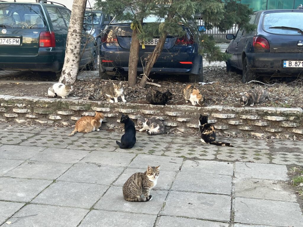 “Котките във Варна – кучета ги яли”: Защо свръхпопулацията на котките остава скрита за очите на община Варна