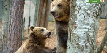 Изложба посветена на спасените мечки от парка в Белица ще бъде представена в Брюксел