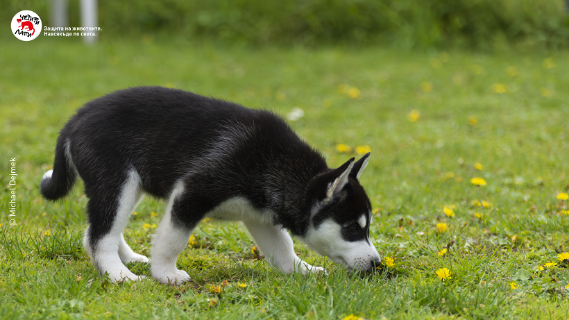 Полезни съвети как да предпазим домашните си любимци от кърлежи  