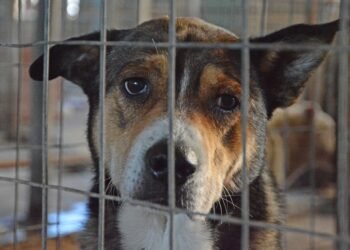 Кампания под надслов „Подай ръка – спаси лапа“ ще се проведе във Варна