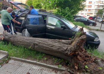 Разлистено дърво се стовари без видима причина във “Владиславово”, потроши автомобил