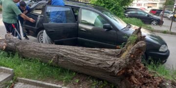 Разлистено дърво се стовари без видима причина във “Владиславово”, потроши автомобил