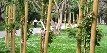 20 нови японски вишни радват варненци в Морската градина