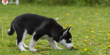 Полезни съвети как да предпазим домашните си любимци от кърлежи  