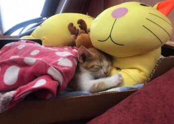 Стартира процедура по преброяване на уличните котки във Варна (ВИДЕО)