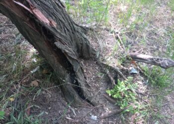 Дърво се килна застрашително над пътечка във “Владиславово”, внимавайте при преминаване от това място!