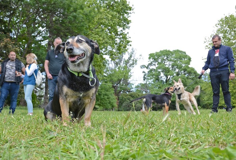 Още едно кученце от Приюта в село Каменар беше осиновено по време на кампанията "Подай ръка - спаси лапа"