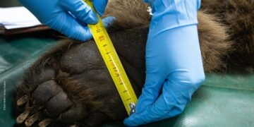 Международен екип от ветеринарни лекари прегледа обитателите на Парк за мечки - Белица 