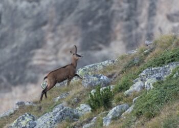 В България отбелязваме на 28 май Европейския ден на парковете