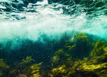 Експерт от Варна обясни защо водораслите са важни за природата (ВИДЕО)