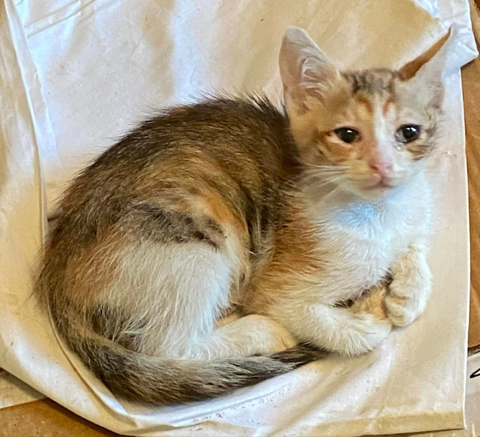 Зверство: Малко коте, увито във въже, е било оставено да виси на дърво в центъра на Варна