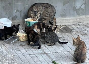 Котешка “детска градина” превзе Варна! Кога държавата и общината ще решат проблема с ограничаване популацията на мъркащите бездомници?!
