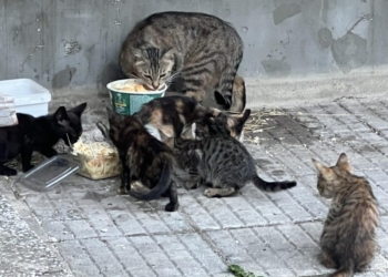 Котешка “детска градина” превзе Варна! Кога държавата и общината ще решат проблема с ограничаване популацията на мъркащите бездомници?!