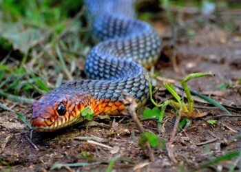 Двама оставиха хербаризирана змия на гише за плащане на данъци, “шегата” ще им излезе солено!